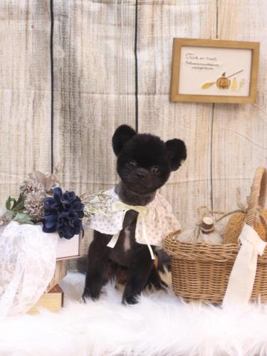 20241009ぽんずくん